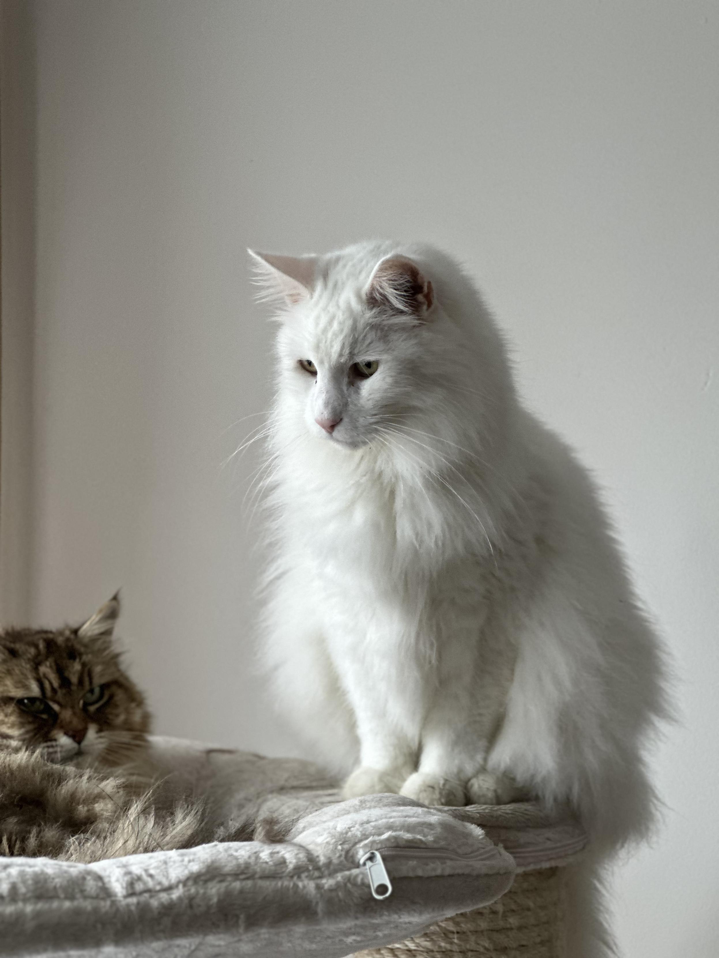 A photo of a white Maine Coon.